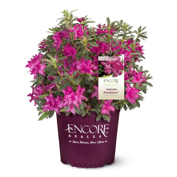 ENCORE AZALEA 1 Gal. Autumn Sundance Azalea Shrub with Unique Vibrant Pink Blooms