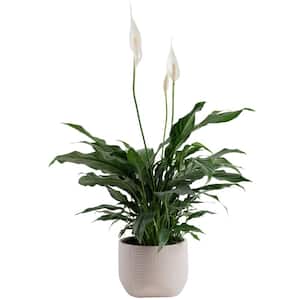 Spathiphyllum Peace Lily Indoor Plant in 6 in. Decor Planter, Avg. Shipping Height 1-2 ft. Tall