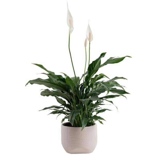 Costa Farms Spathiphyllum Peace Lily Indoor Plant in 6 in. Decor ...