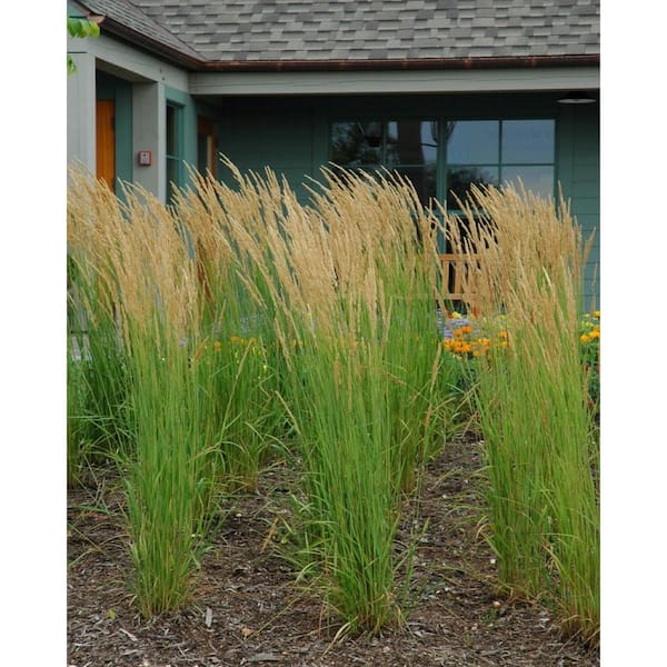 5 Gal. Karl Foerster Feather Reed Grass