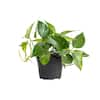 I Heart Trop Cordatum (Philodendron Cordatum) Plant 6 in. Hanging Basket