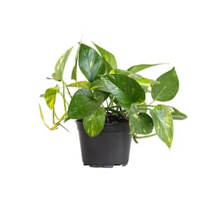 I Tropicals Philodendron Brasil (Philodendron Hederaceum) Plant 6 in.  Hanging Basket