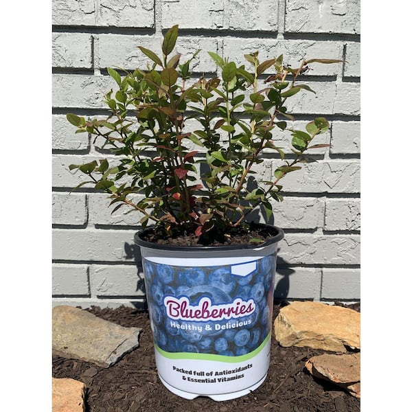 Cottage Gardens 1 Gal. Vaccinium Blueberry Duke Shrub