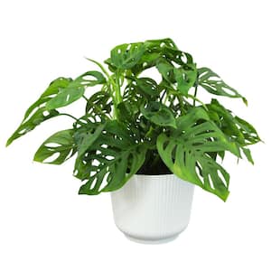 6 in. Swiss Cheese Monstera Plant, White Decorative House Plant Gift