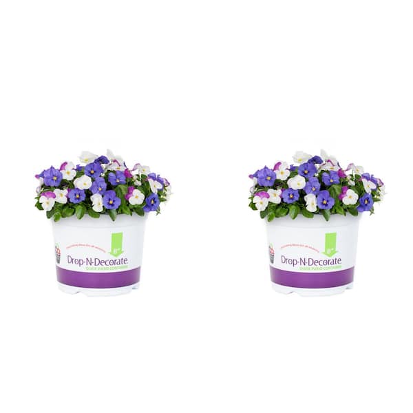 METROLINA GREENHOUSES 3 Qt. Drop N Decorate Trailing Pansy Mix Annual ...