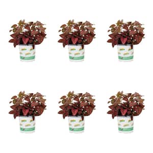1-Pint Hypoestes Splash Select Red Polka Dot Plant Annual Plant (6-Pack)