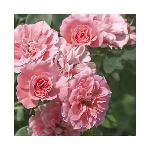 ALTMAN PLANTS #10 Floribunda Rose Star Snblz Horizon Rose Plant