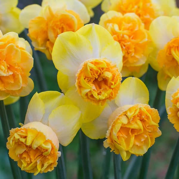 VAN ZYVERDEN Daffodils Bulbs Art Perfume (Set of 8)