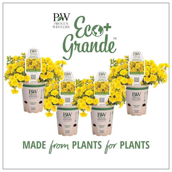 PROVEN WINNERS 4.25 in. Eco+Grande Superbells Double Yellow (Calibrachoa) Live Plant, Yellow Flowers (4-Pack)