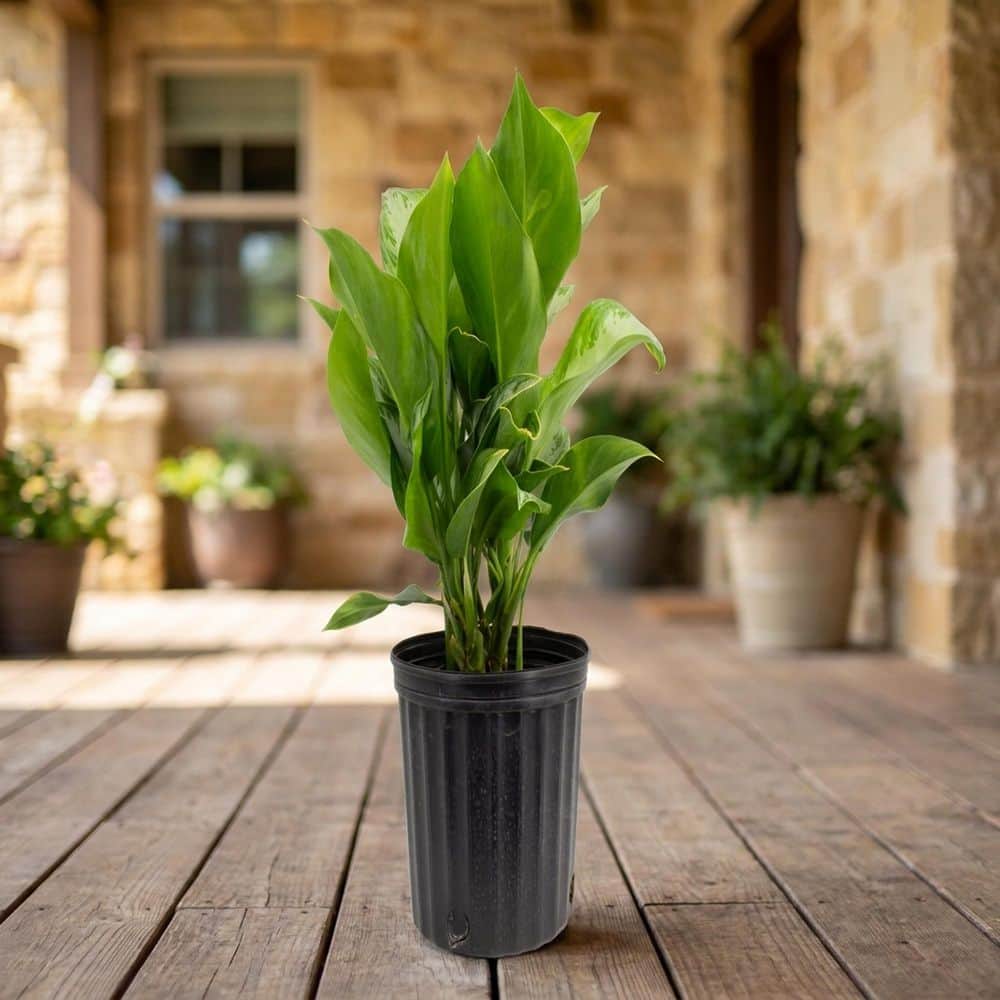 1.9 Gal. Aglaonema Silver Bay Chinese Evergreen Plant in 9.25 in. Grower Pot price history on PriceWatchPro