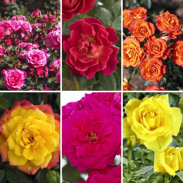 national PLANT NETWORK 2.5 in. Miniature Rose Costal Sunrise Collection with Multicolor Flowers (6-Pack)