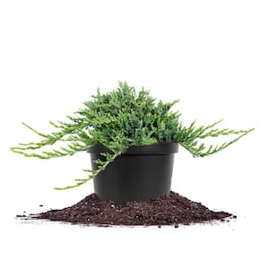 1 Gal. Blue Rug Juniper in Grower's Pot, Fragrant Ground Cover