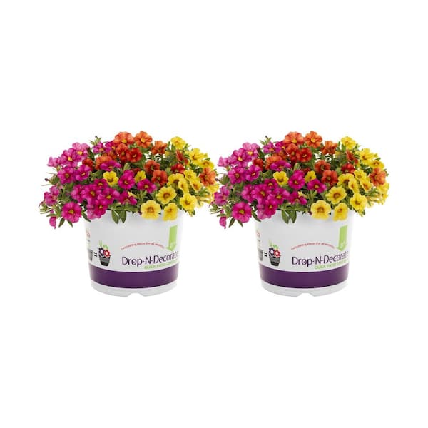 METROLINA GREENHOUSES 3 qt. Calibrachoa Million Bells Hawaiian Kalani Multicolor Mix Annual Plant (2-Pack)