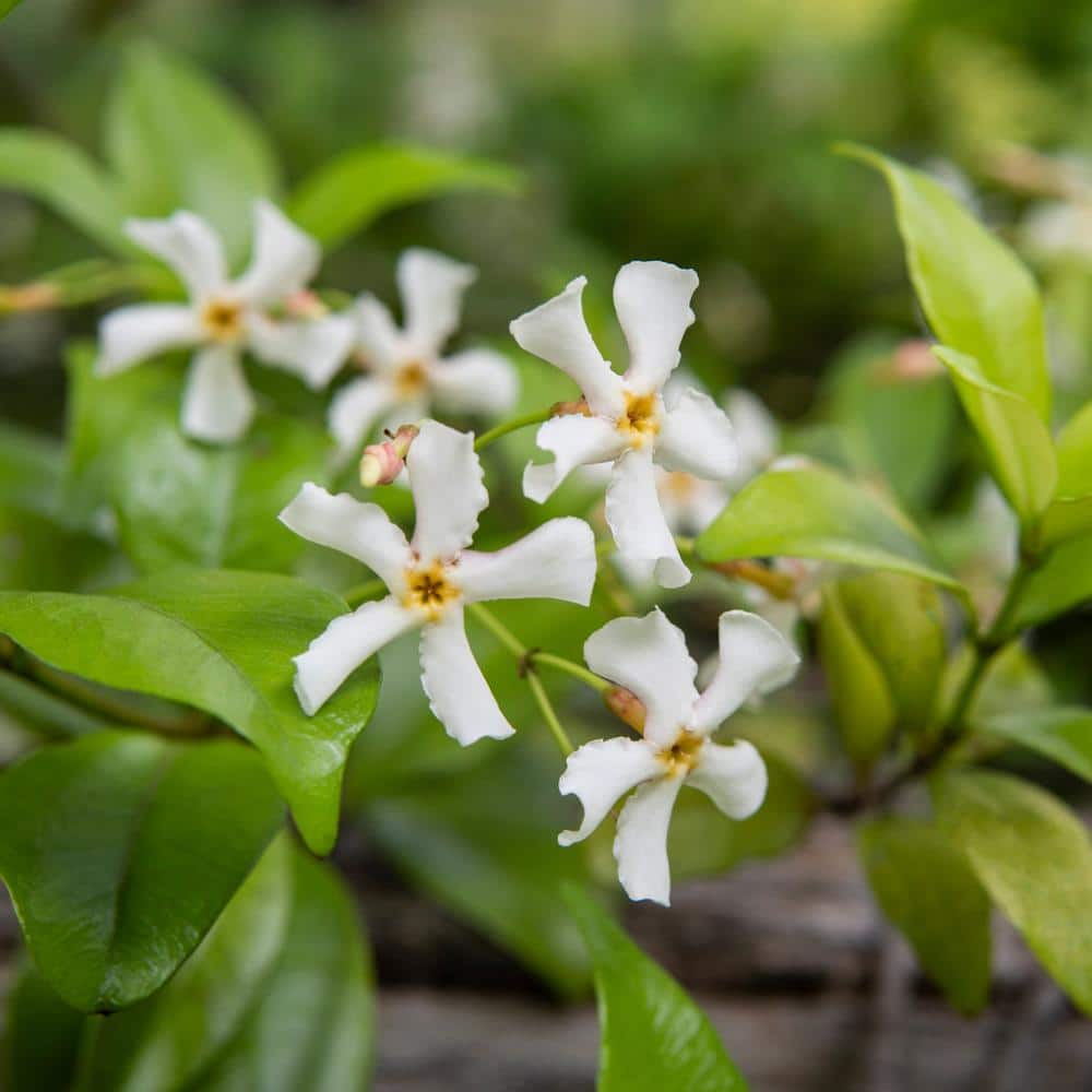 Asiatic Jasmine Plant with White Flowers and Glossy Green Leaves