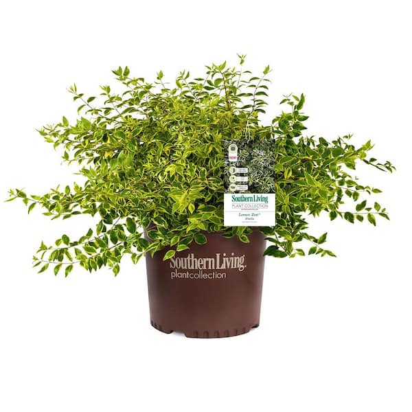 2 Gal. Miss Lemon Abelia With Light Pink Flowers, Live Semi-Evergreen Shrub Plant