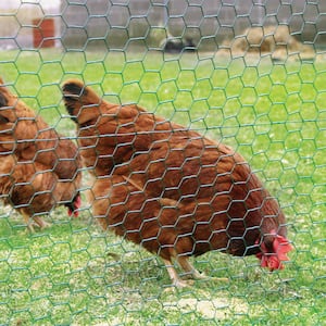 5 ft. x 25 ft. Galvanized Poultry Netting