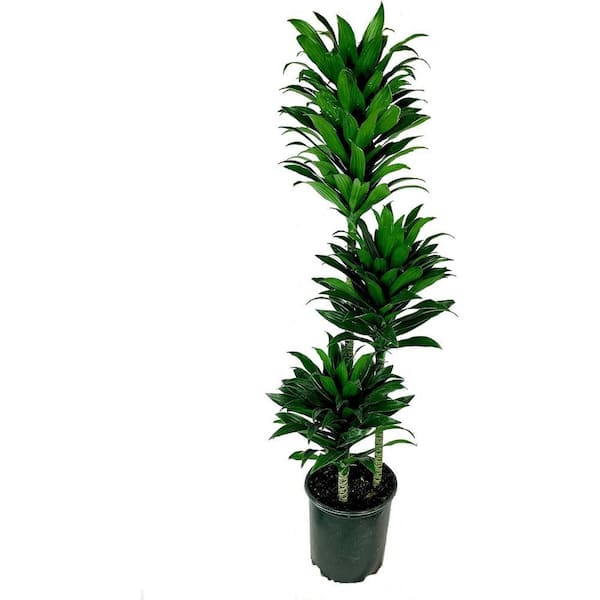 purple and green hanging plant Ruby Necklace Plant 'Othonna capensis' 1 Gal. / White / With Pot main image 0