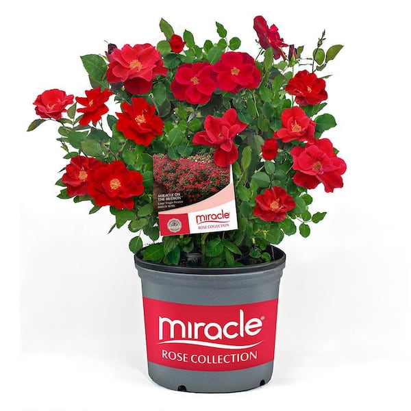 Miracle on the Hudson 3 Gal. Rose Plant with Vibrant Double-Petaled Red Blooms and Green Foliage