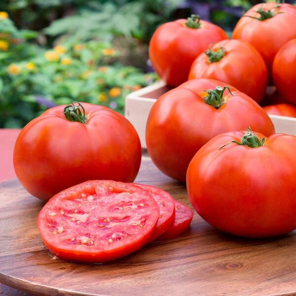 Bonnie Plants 19 oz. Better Boy Tomato Plant (2-Pack) 202108 - The