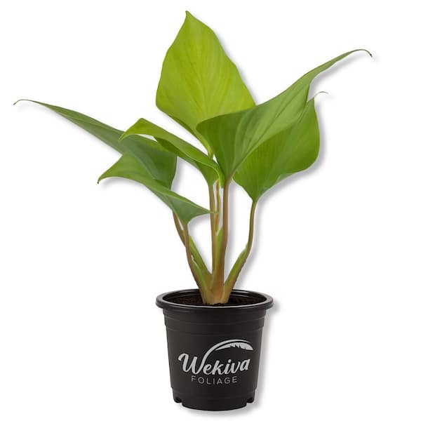 Wekiva Foliage 4 in. Homalomena Emerald Gem Golden - Live Plant in a Nursery Pot - Homalomena 'Golden Emerald Gem' - Rare Houseplant
