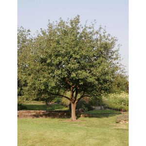 2.25 Gal. Deciduous Mexican White Oak Tree