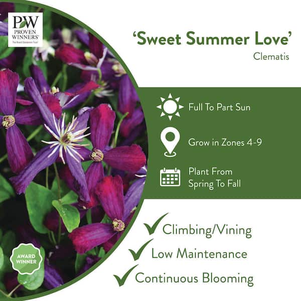 1 Gal. Sweet Summer Love (Clematis) Live Shrub, Red-Purple Flowers