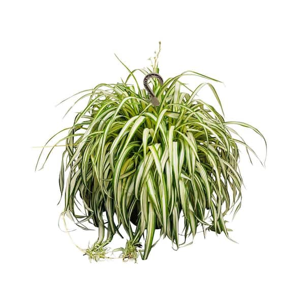 Spider Plant – Chicago Plants