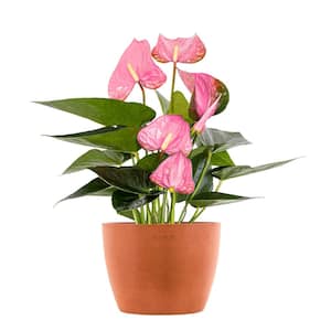 Live Pink Anthurium Houseplant in 6 in. Terracotta Eco-Friendly Sustainable Decor Pot