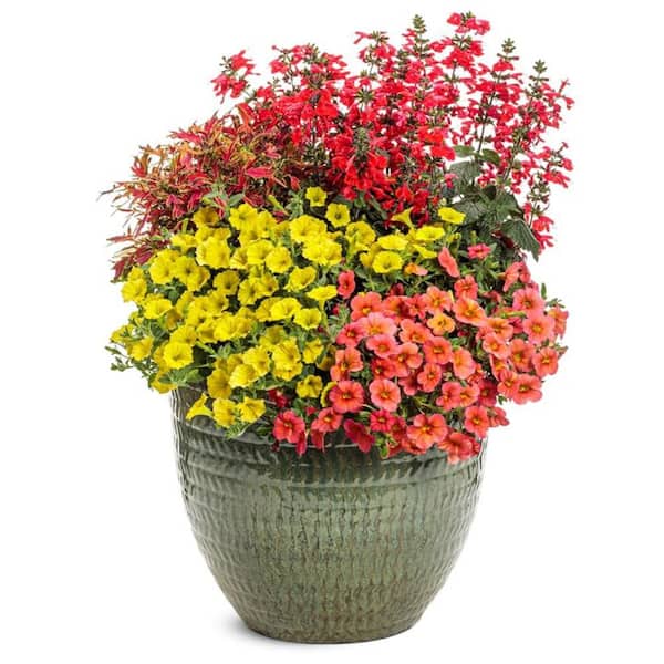 Proven Winners 7 in. Royale Unplugged Red Scarlet Sage (Salvia