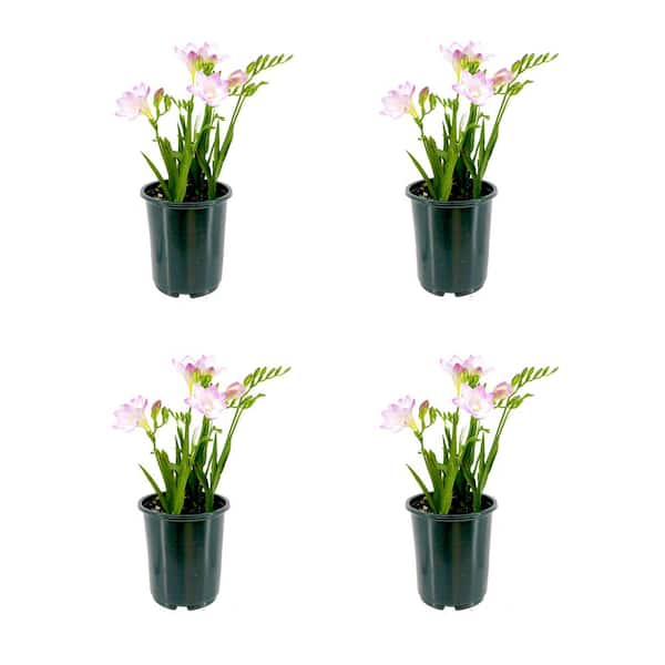 2.5 qt. Freesia Annual Plant with Purple Flowers-(4-Pack) 1636 - The Home  Depot