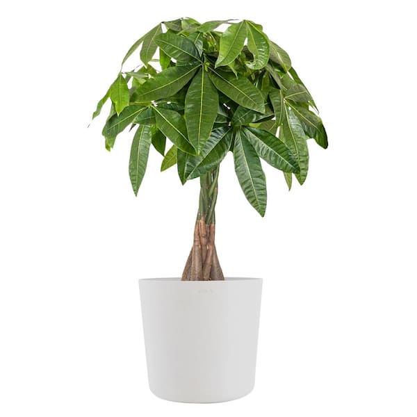 United Nursery Live Money Tree, Braided Pachira aquatica in 10 in. White Premium Sustainable Decor Pot