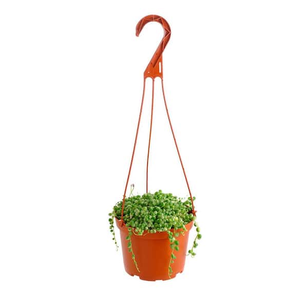 Shop Succulents Variegated String of Pearls Hanging Succulent, Senecio Rowleyanus Variegatus, Fully Rooted Live 6 in. Plant with Hanger