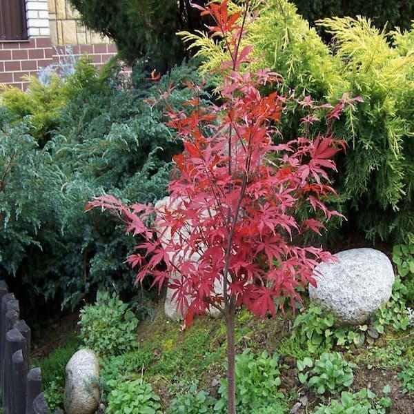 1 gal. Atropurpureum Deciduous Japanese Maple Tree MAPJAT01GH
