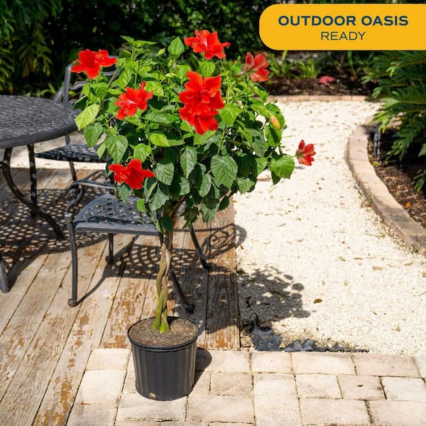 dragon's breath plant in pots Dragons Breath Pepper Live Plants