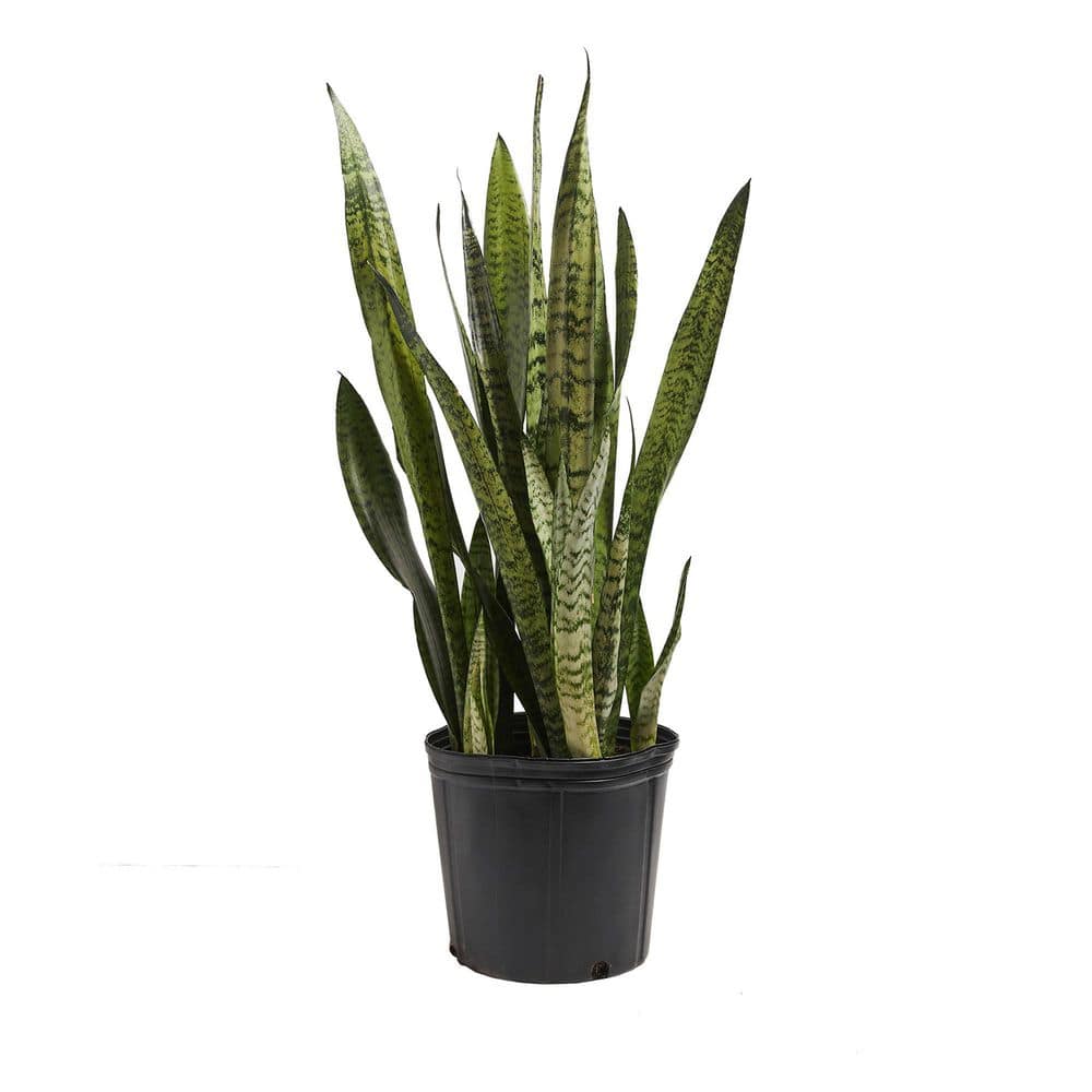 LIVELY ROOT 10 in. Zeylanica Snake Plant (Sansevieria trifasciata ...