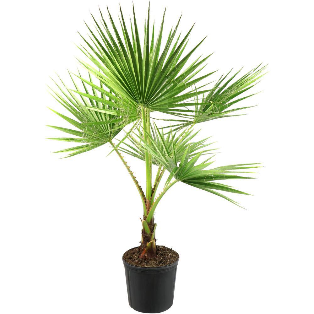 National Plant Network 2 Gal Washintonia Palm Tree Hd7472 The Home Depot