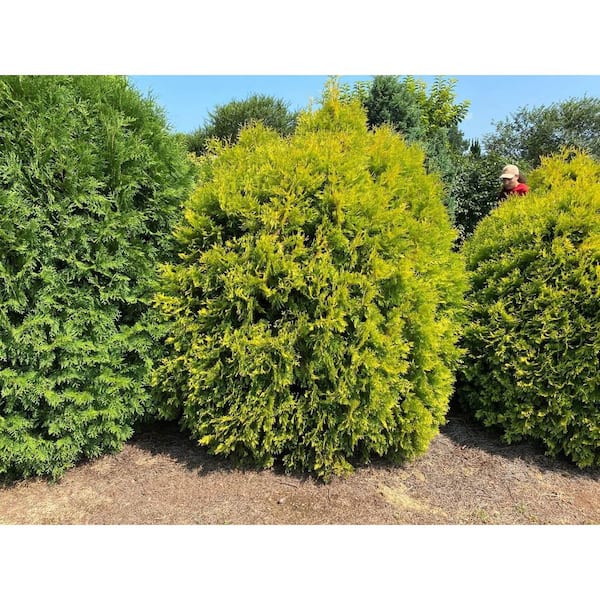 FIRST EDITIONS 2 Gal. Lemon Burst Arborvitae Evergreen Shrub with