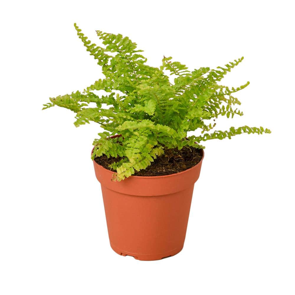 Cotton Candy Fern (Nephrolepis exaltata) Plant in 4 in. Grower Pot