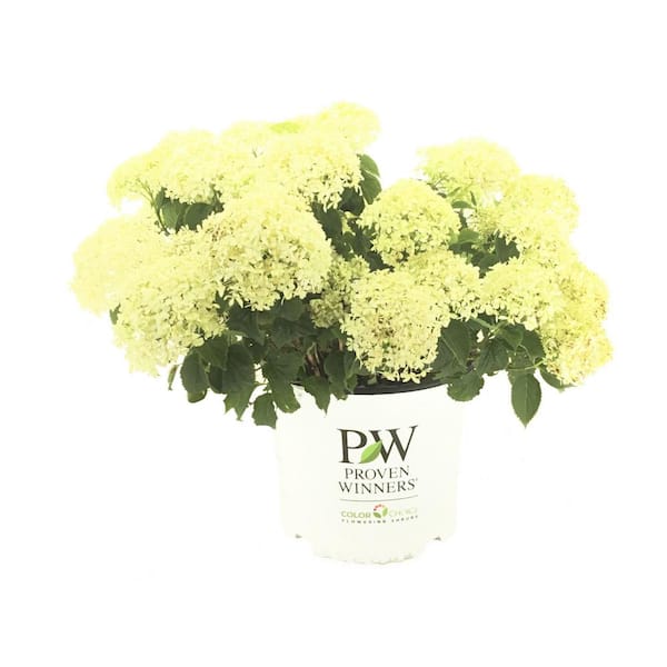 PROVEN WINNERS Smooth Hydrangea (Arborescens) Invincibelle Limetta