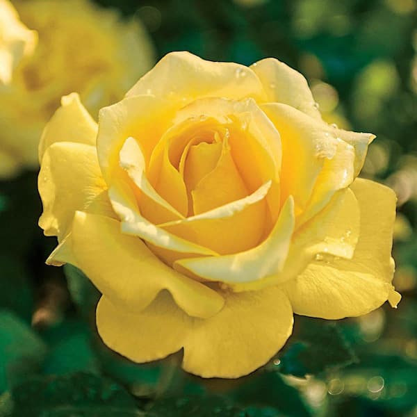1 Gal. Pot, Sparkle and Shine Floribunda Rose Potted Plant (1-Pack)
