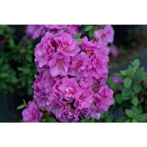 4.5 in. Qt. Perfecto Mundo Double Purple Reblooming Azalea (Rhododendron) Live Shrub, Purple Flowers