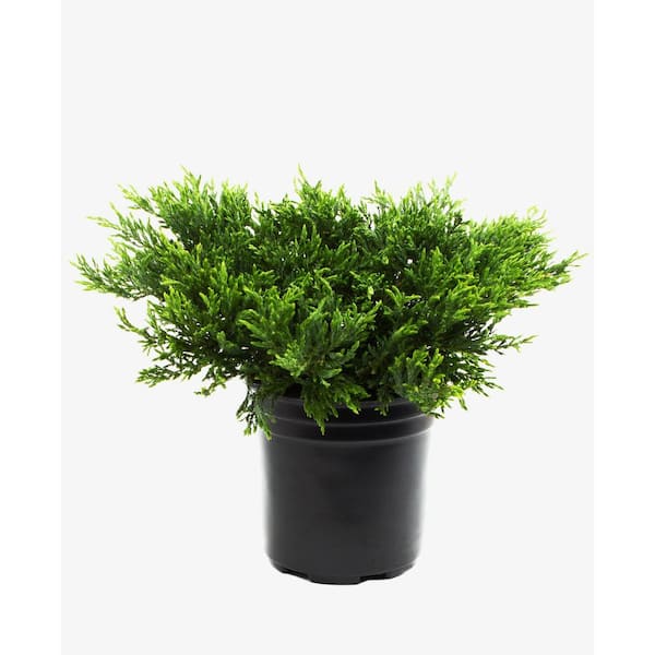 2.5 qt. Youngstown Juniper (Juniperus h Youngstown) Evergreen Shrub 1-Each