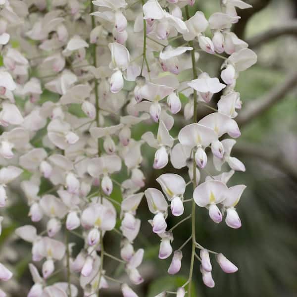 national PLANT NETWORK 1 Gal. Wisteria White Flowering Shrub with White  Flowers HD1106 - The Home Depot