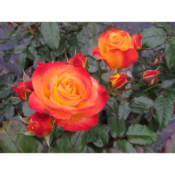 4.5 in. qt. Oso Easy En Fuego Rose (Rosa x) Live Flowering Shrub with Red, Orange, and Yellow Flowers