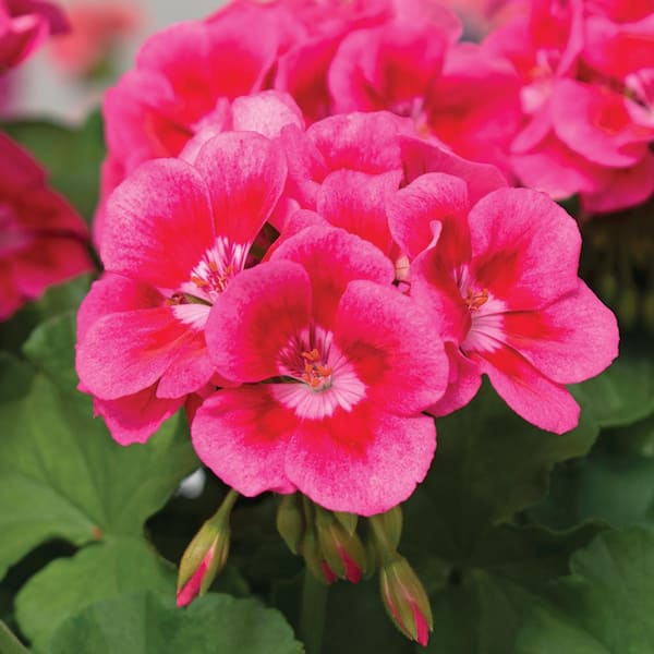 ALTMAN PLANTS Capello Annual Geranium Prty Pnk #10