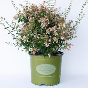 2 Gal. Rosy Charm Abelia Shrub That Blooms with Masses of Fragrant Rosey Pink Flowers