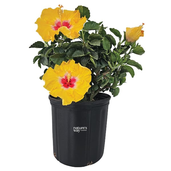 NATURE'S WAY FARMS 1.72 Gal. Yellow Wave Hawaiian Hibiscus
