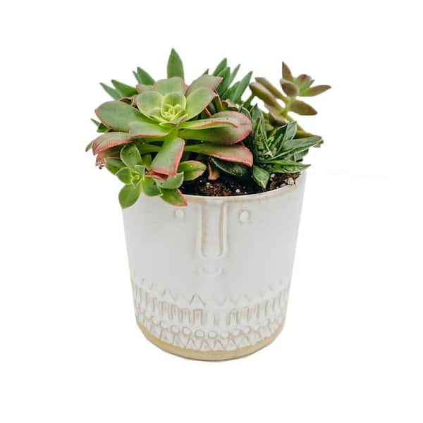 Vigoro 3 in. Succulent Garden in White Deco Face Planter