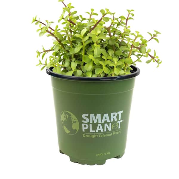 SMART PLANET 1Gal.  Flowering Portulacaria, (Elephant Bush) with Lavender Blooms in Single Grow Pot