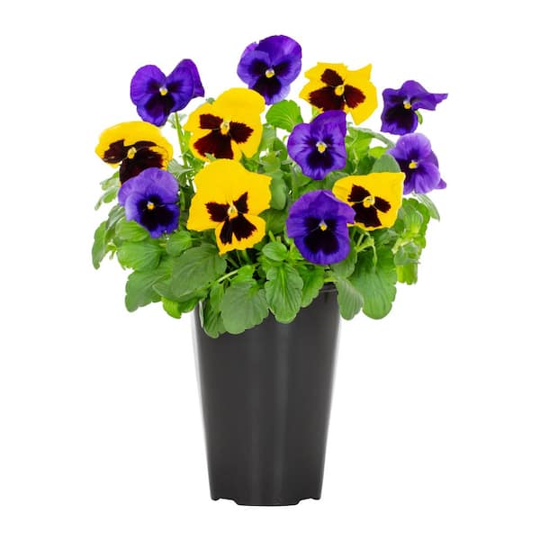 METROLINA GREENHOUSES 2 Qt. Pansy Assorted Colors Annual Plant